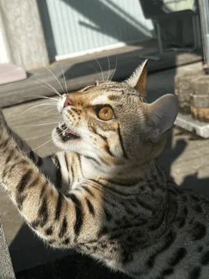 Sarenga Billie Jean