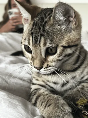 Sarenga Billie Jean