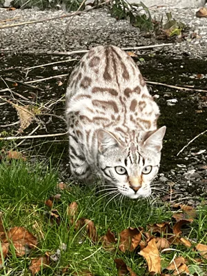 Flashbengals Ciri of Sarenga