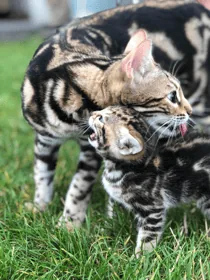 Sarenga Kitten 1