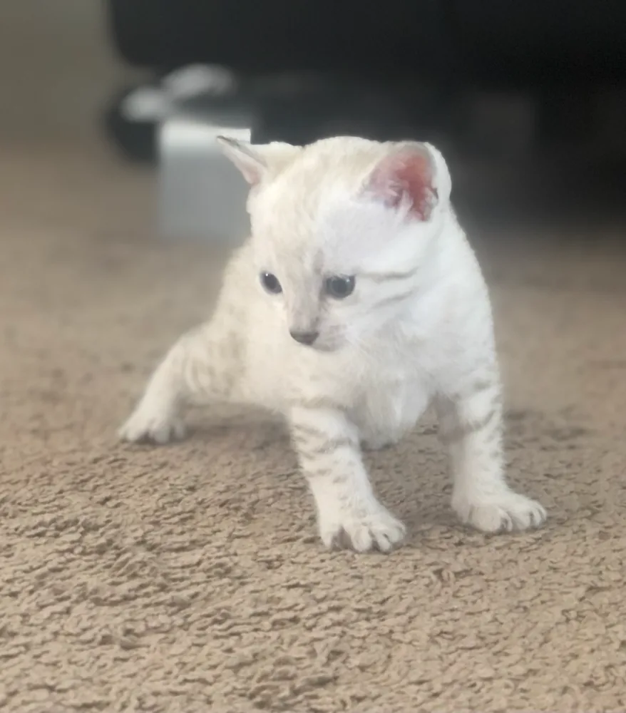 Sarenga Kitten 2