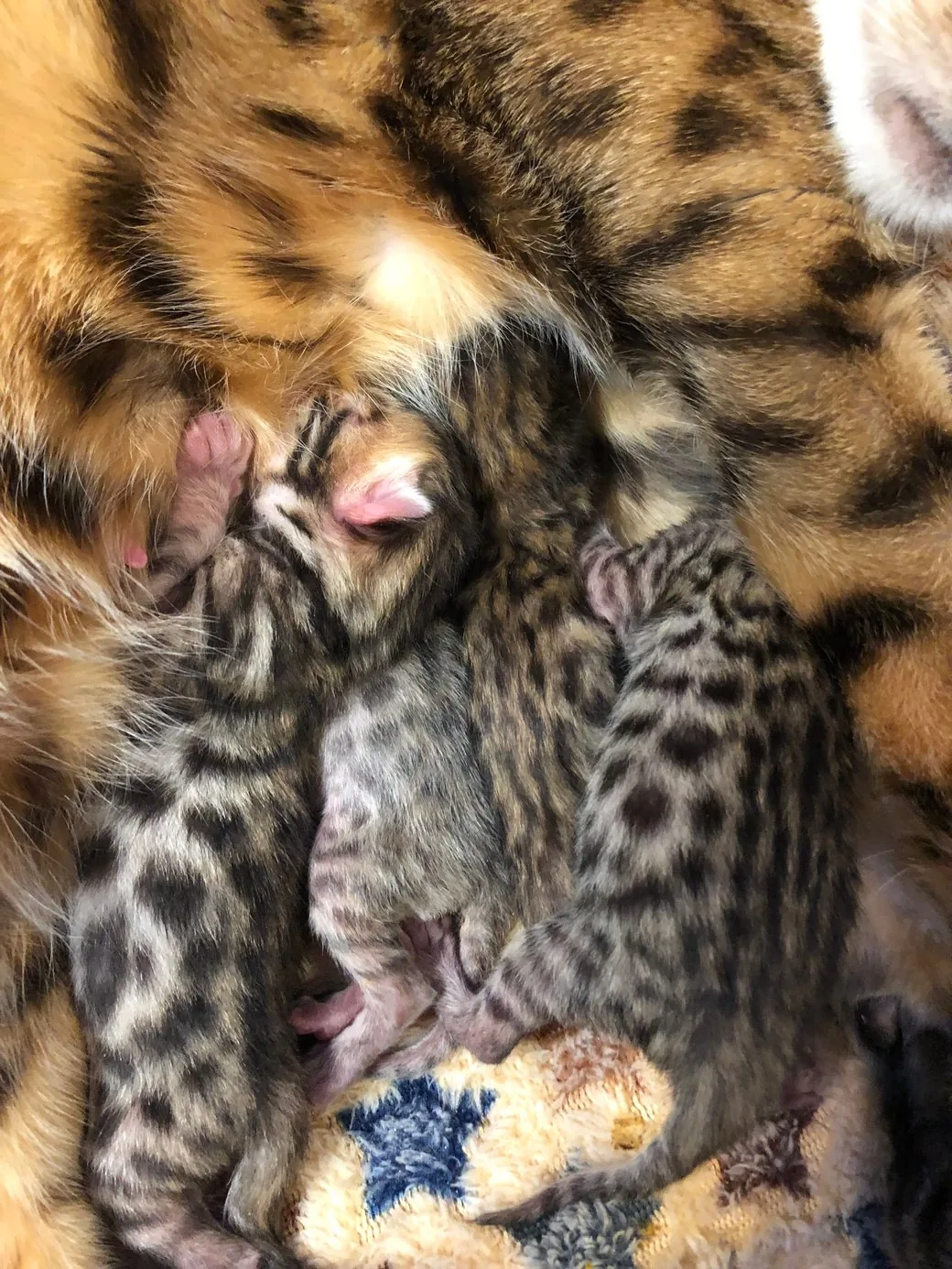 Sarenga Kitten 3
