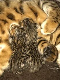 Sarenga Kitten 4