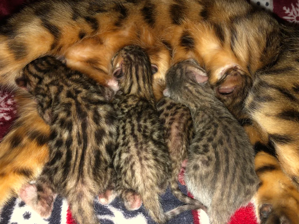 Sarenga Kitten 5