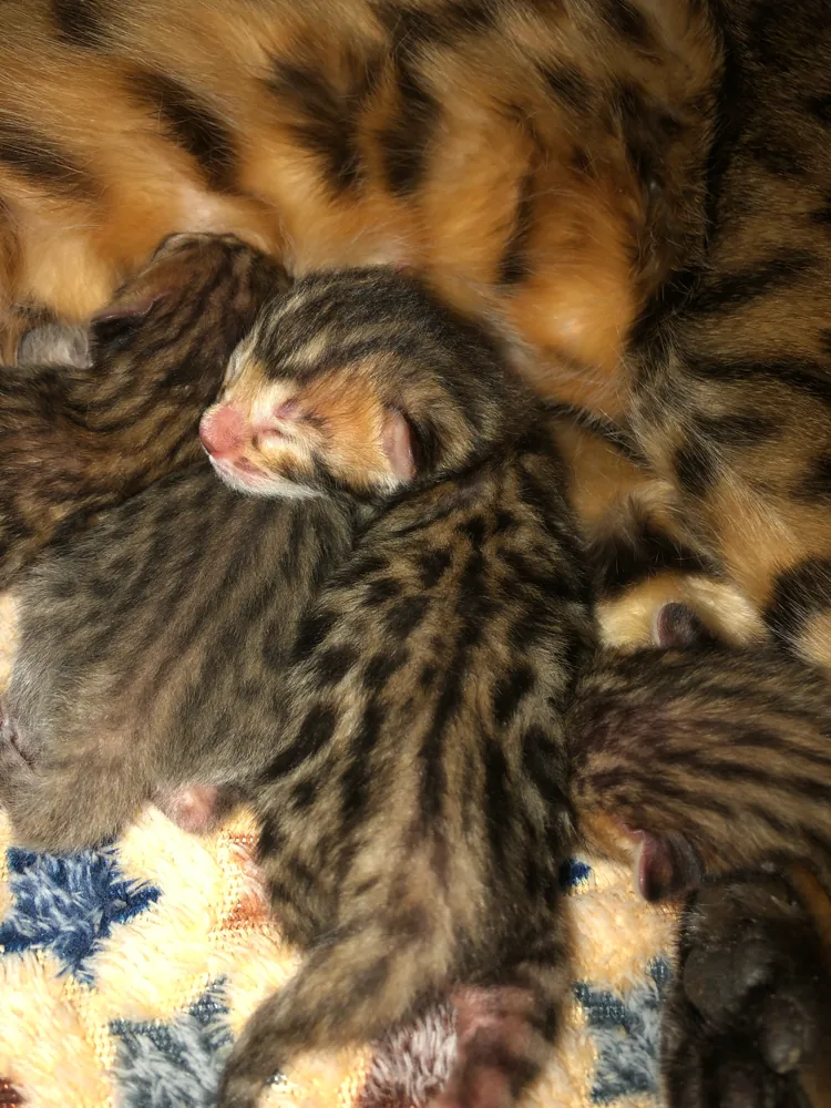 Sarenga Kitten 6