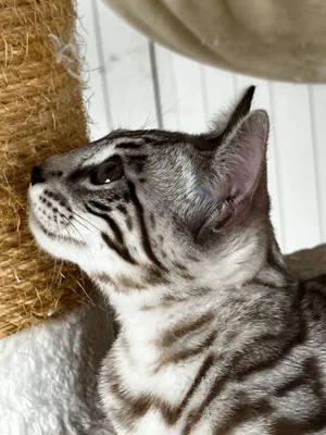 Bengal's Throne Valar of Sarenga