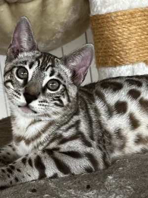 Bengal's Throne Valar of Sarenga