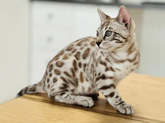 Bengal's Throne Valar of Sarenga