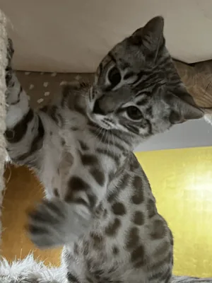 Bengal's Throne Valar of Sarenga