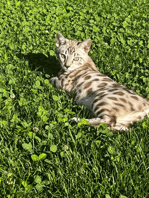 Bengal's Throne Valar of Sarenga