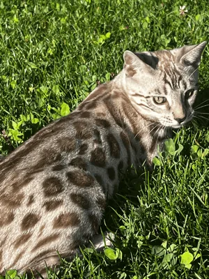 Bengal's Throne Valar of Sarenga