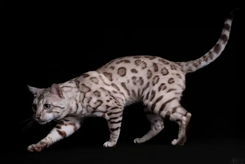 Bengal's Throne Valar of Sarenga