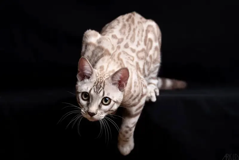 Bengal's Throne Valar of Sarenga