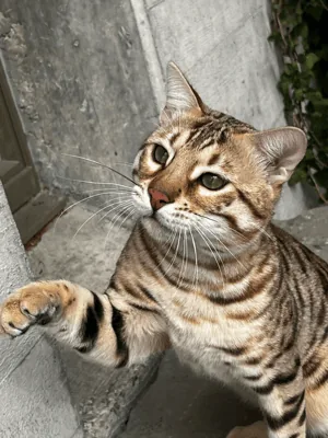 Bengal's Throne Valar of Sarenga