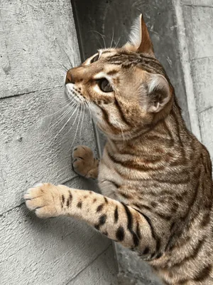 Bengal's Throne Valar of Sarenga