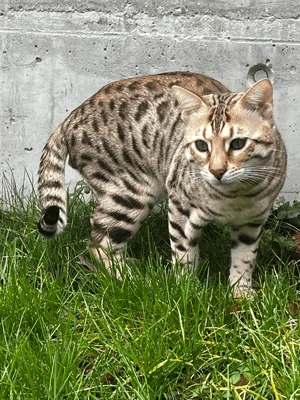 Bengal's Throne Valar of Sarenga