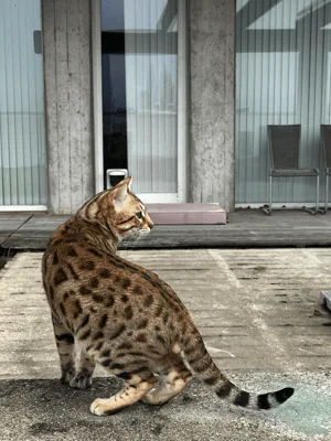 Bengal's Throne Valar of Sarenga