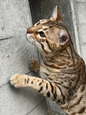 Sarenga Taicoon