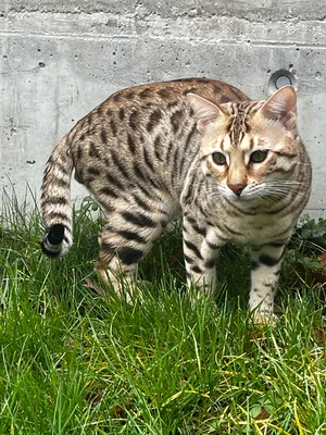 Sarenga Taicoon